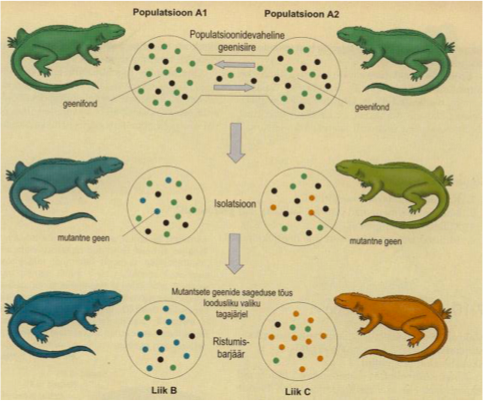 Joonis. Populatsioonide isolatsioon