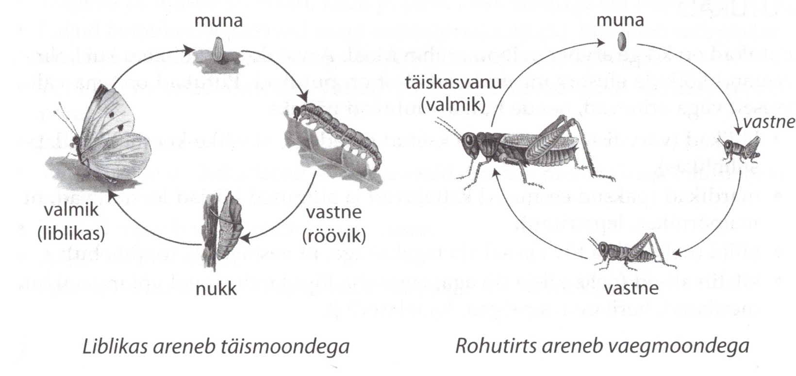 Joonis. Putuka areng