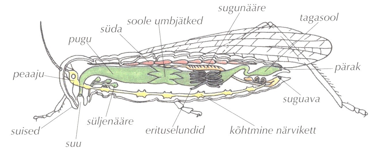 Joonis. Rohutirtsu siseehutus