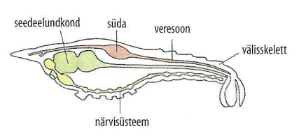 Joonis 15. Selgrootu ehitus