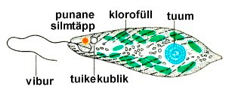 Joonis 11. Roheline silmviburlane