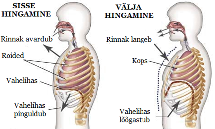 Joonis. Sisse- ja väljahingamine