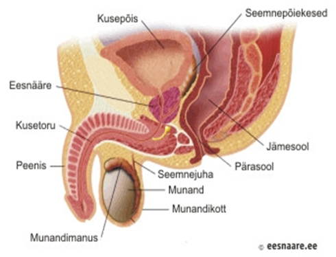 Joonis. Mehe suguelundid
