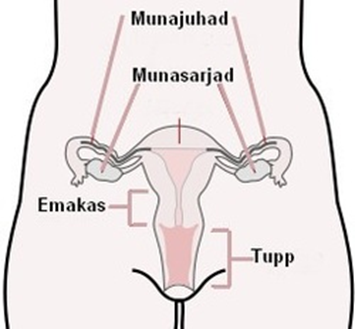 Joonis. Naise suguelundid