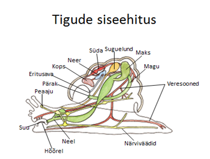 Joonis. Tigude siseehitus