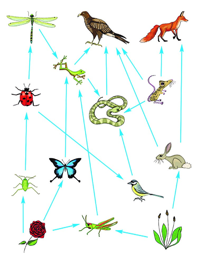 Joonis 9: Toiduvõrgustik (https://mammothmemory.net/biology/organisms-and-their-environment/ecosystems-organisms-and-their-environment/food-web.html)