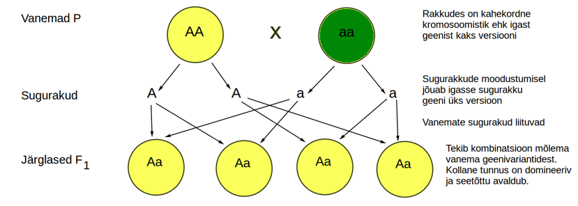 Joonis 4. Tunnuste pärandumine, kui ühel vanemal on dominantsed alleelid ja teisel retsessiivsed (mõlemad vanemad on antud tunnuse suhtes homosügoodid).