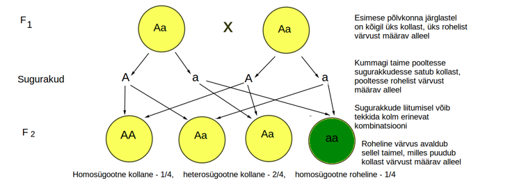 Joonis 5. Tunnuste pärandumine, kui mõlemal vanemal on üks dominantne alleel ja teine restsessiivne (ehk vanemad on heterosügoodid antud tunnuse suhtes)