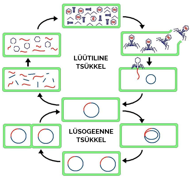 Joonis 3. Viiruste paljunemine