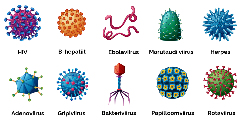 Joonis 4. Viirused on erineva kujuga