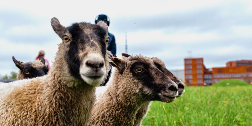 Linnalambad Maarjaväljal, taustal Physicum