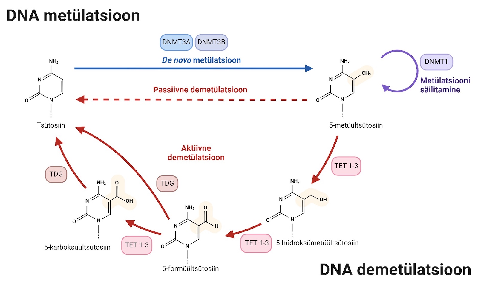 Pildil DNA metülatsioon ja demetülatsioon