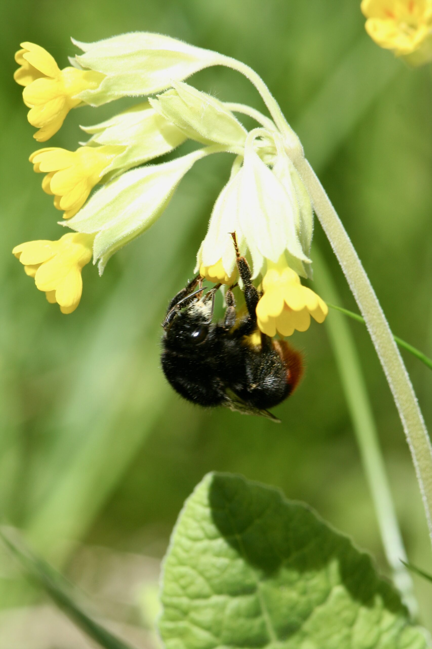 Uurijaid huvitavad taimede ja tolmeldajate vaheliste suhete võrgustikud. Foto: Kaarel Kaisel